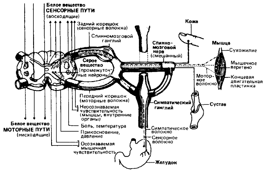 Что такое психология - img_249.png