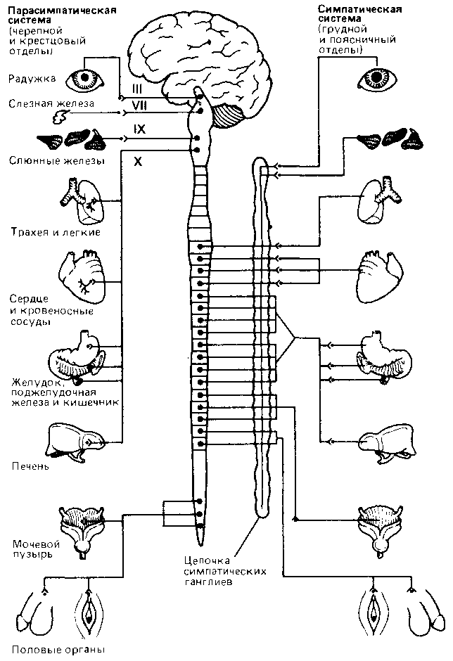 Что такое психология - img_251.png