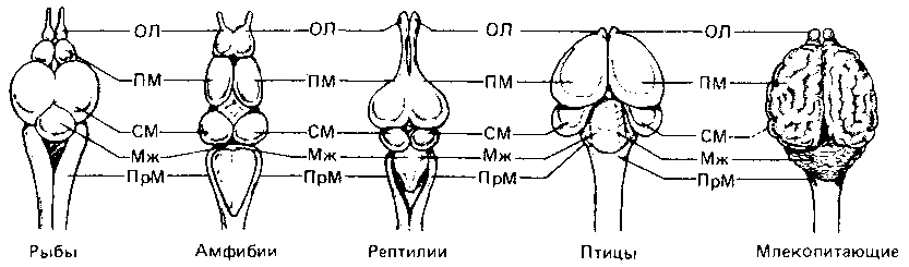 Что такое психология - img_252.png