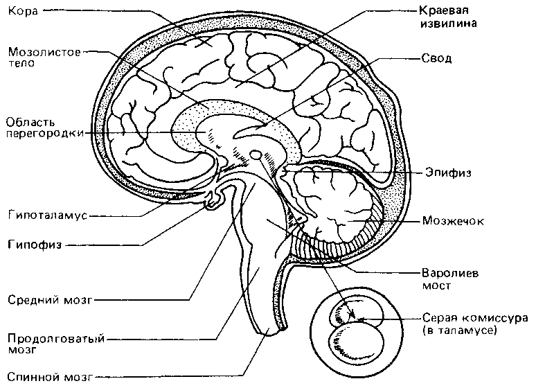 Что такое психология - img_254.png