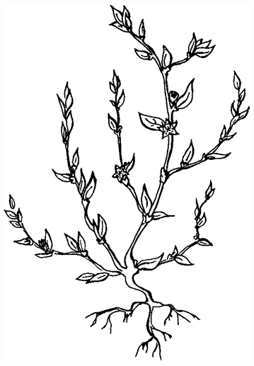 Целебные сорняки. Дача — вылечит, дача — исцелит - i_001.png