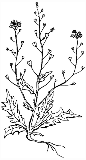 Целебные сорняки. Дача — вылечит, дача — исцелит - i_009.png