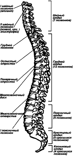 Здоровье спины и позвоночника. Энциклопедия - i_002.png