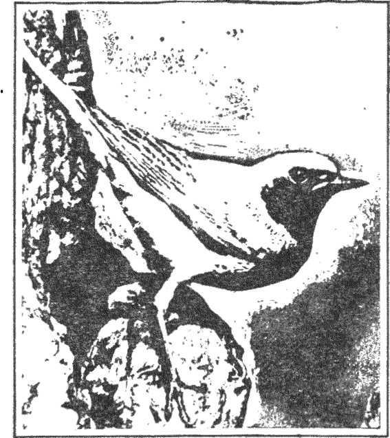 Гнездо над крыльцом - _5.jpg