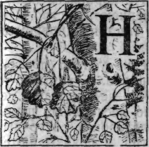 Зеленая книга леса - i_025.png