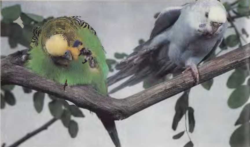 Волнистые попугаи - image10.jpg