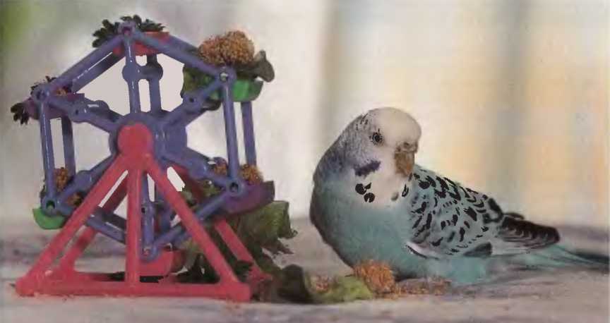 Волнистые попугаи - image11.jpg