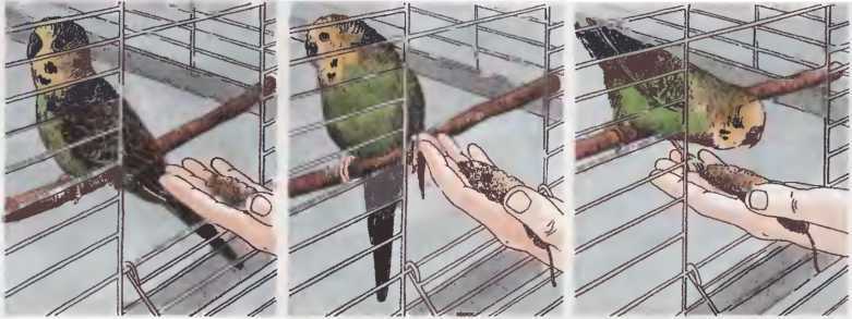Волнистые попугаи - image15.jpg