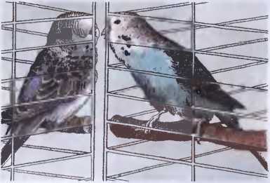 Волнистые попугаи - image17.jpg
