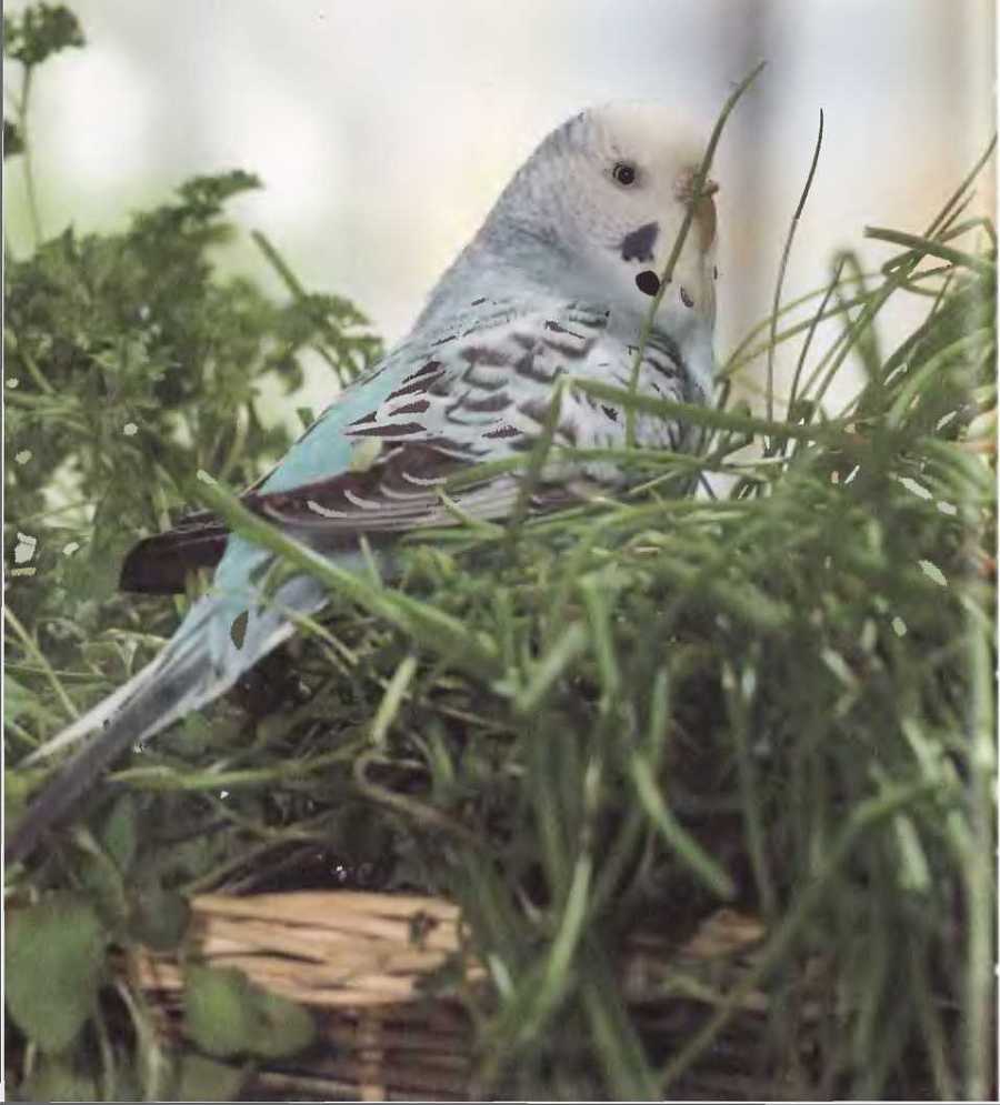 Волнистые попугаи - image18.jpg