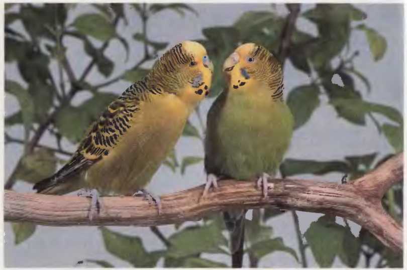 Волнистые попугаи - image29.jpg