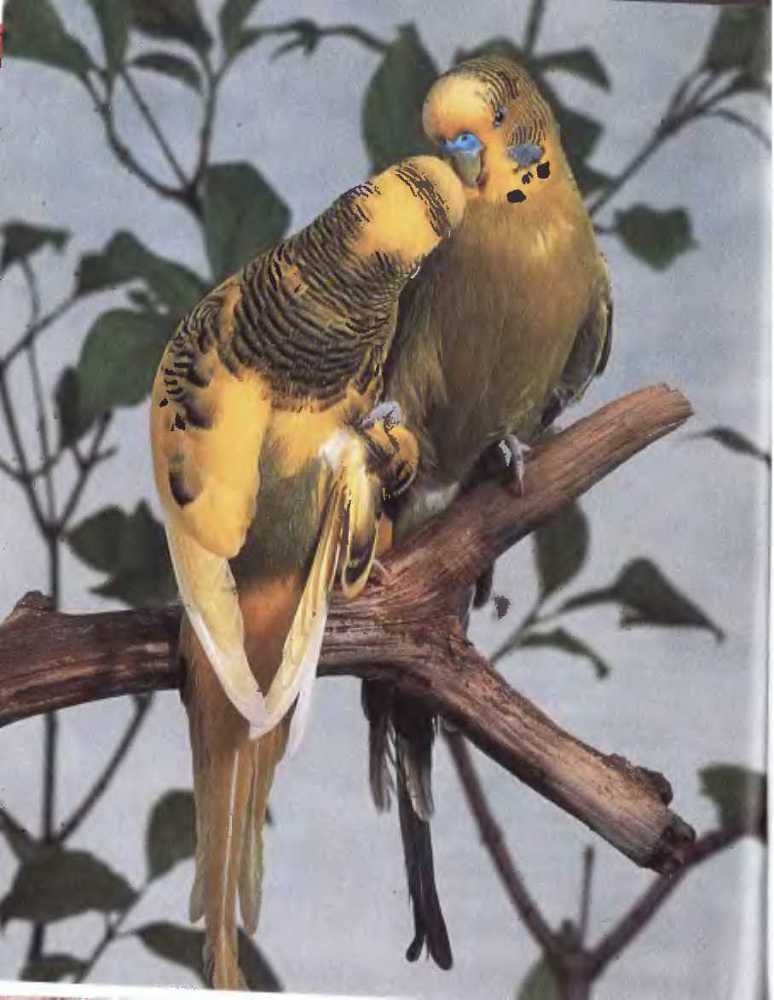 Волнистые попугаи - image30.jpg