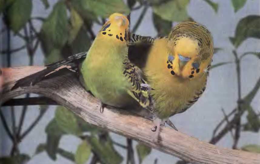 Волнистые попугаи - image32.jpg