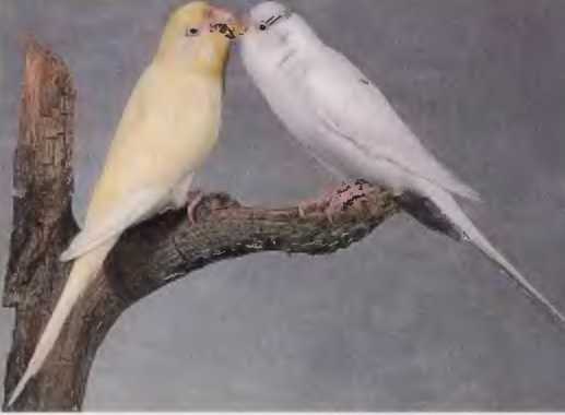 Волнистые попугаи - image5.jpg