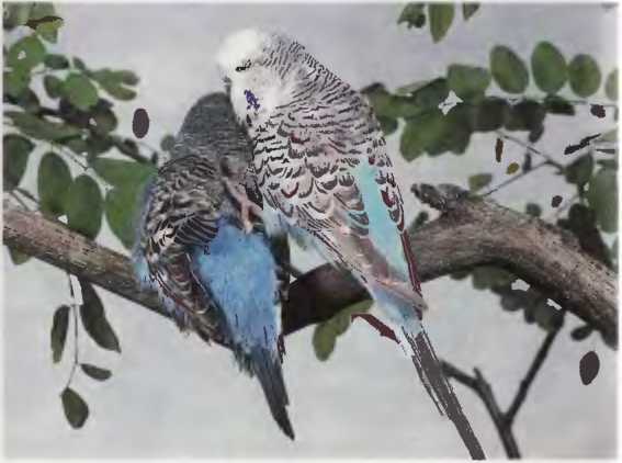 Волнистые попугаи - image7.jpg