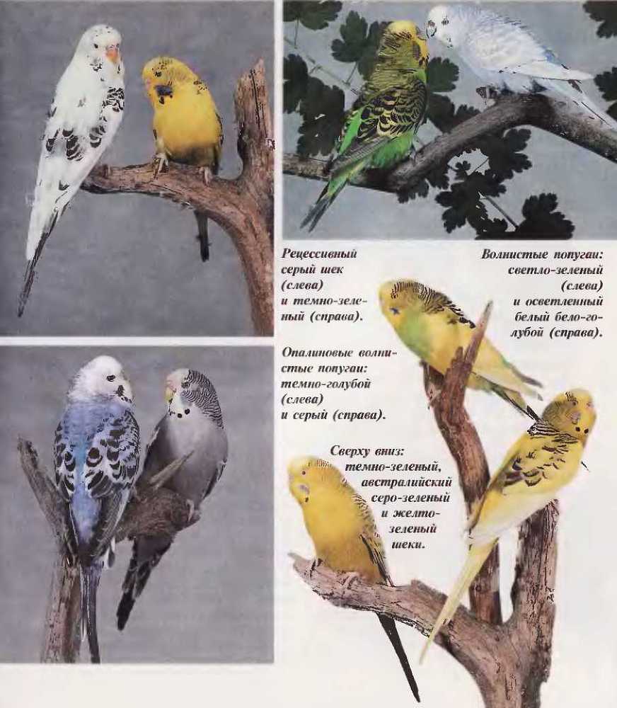 Волнистые попугаи - image9.jpg