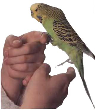 Волнистые попугаи - _47.jpg_0