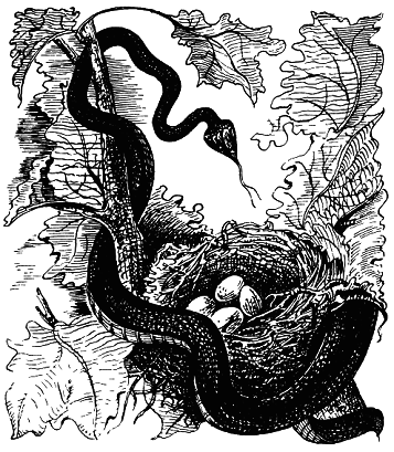 Тропическая природа - pic_17.png