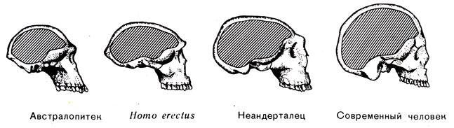 История Земли - img_152.jpeg