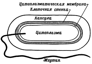 Путешествие в страну микробов - n_03.png