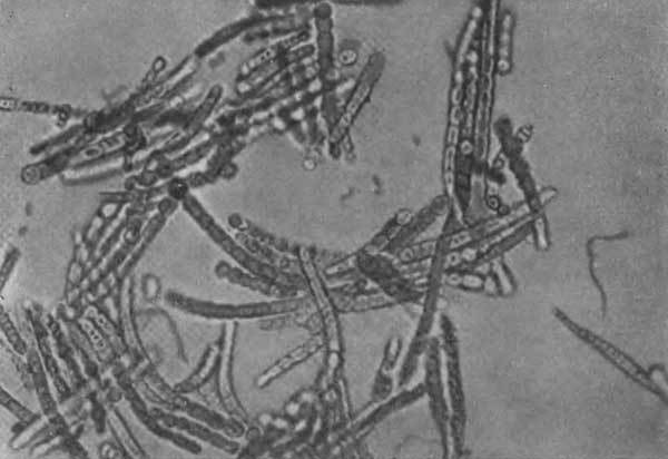 Путешествие в страну микробов - n_13.jpg