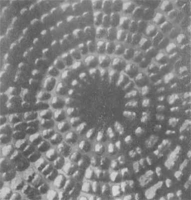 Путешествие в страну микробов - n_15.jpg