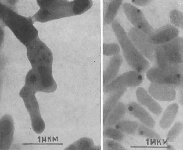 Путешествие в страну микробов - n_18.jpg