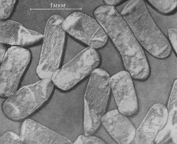 Путешествие в страну микробов - n_19.jpg