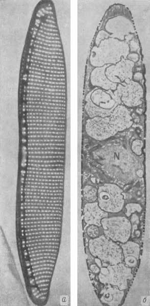 Путешествие в страну микробов - n_20.jpg