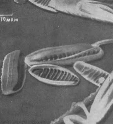 Путешествие в страну микробов - n_21.jpg