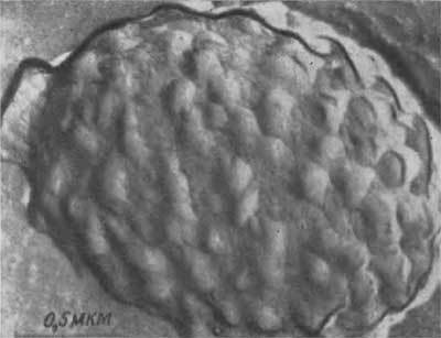 Путешествие в страну микробов - n_23.jpg