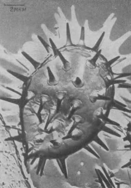 Путешествие в страну микробов - n_24.jpg