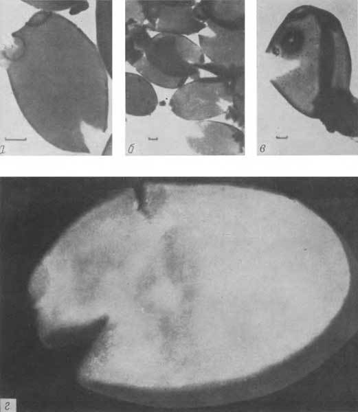 Путешествие в страну микробов - n_25.jpg