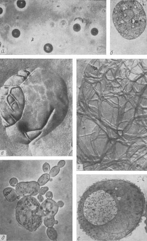 Путешествие в страну микробов - n_26.jpg