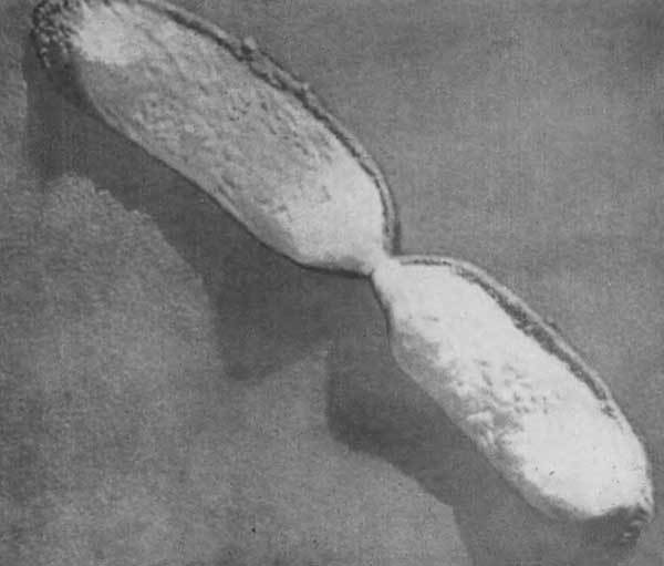 Путешествие в страну микробов - n_27.jpg