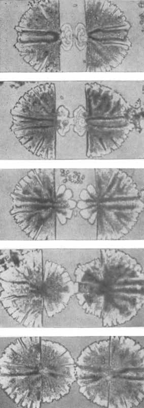 Путешествие в страну микробов - n_28.jpg