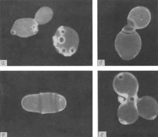 Путешествие в страну микробов - n_29.jpg