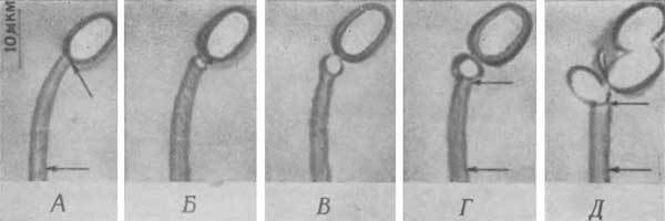 Путешествие в страну микробов - n_30.jpg