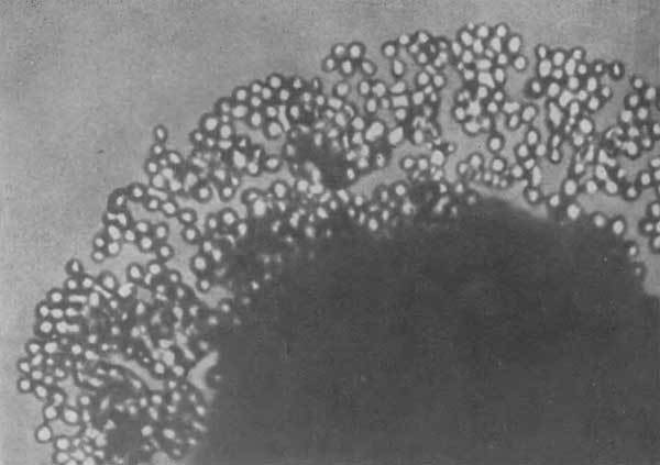 Путешествие в страну микробов - n_31.jpg