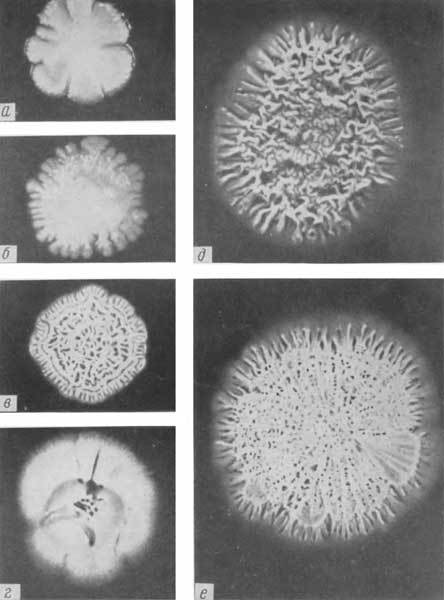 Путешествие в страну микробов - n_32.jpg