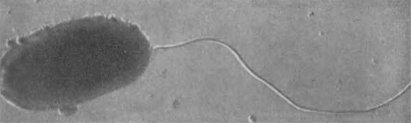 Путешествие в страну микробов - n_33.jpg