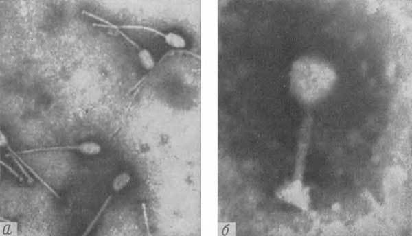 Путешествие в страну микробов - n_36.jpg
