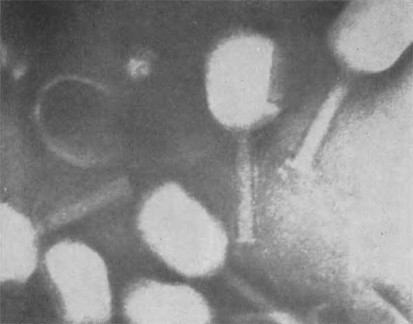 Путешествие в страну микробов - n_37.jpg