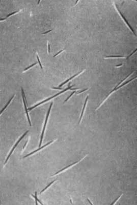 Путешествие в страну микробов - n_38.jpg