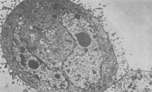 Путешествие в страну микробов - n_39.jpg