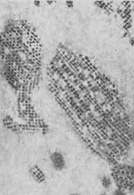 Путешествие в страну микробов - n_40.jpg