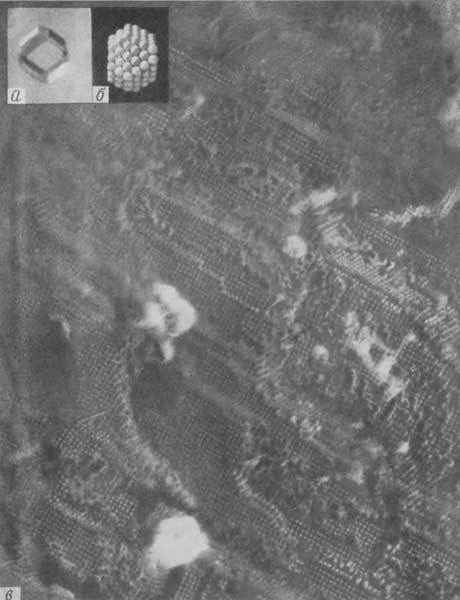 Путешествие в страну микробов - n_41.jpg