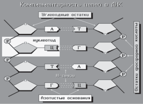 Геном человека. Энциклопедия, написанная четырьмя буквами - i_003.png