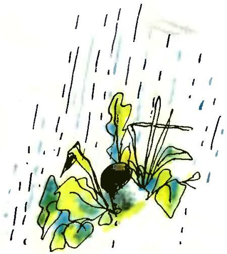 Летний дождик в декабре - i_040.jpg