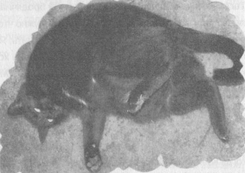 Украденная жизнь - i_014.jpg